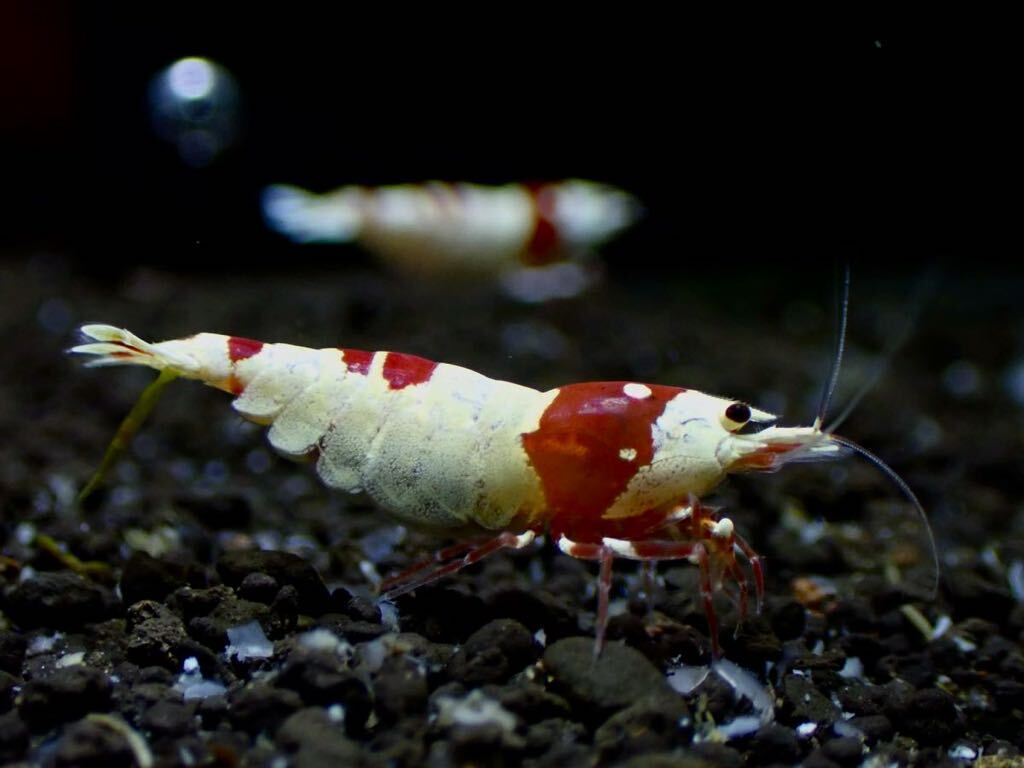 【 HY Shrimp 】レッドビーシュリンプ 抱卵トリオ 雄1匹 抱卵雌2匹 ノーマルグレード _画像7