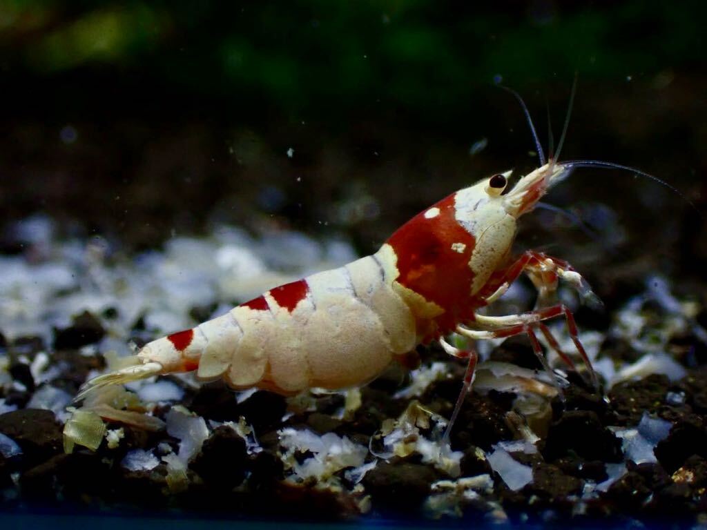 【 HY Shrimp 】レッドビーシュリンプ 雄1匹 雌3匹（抱卵2匹）ノーマルグレード _画像6