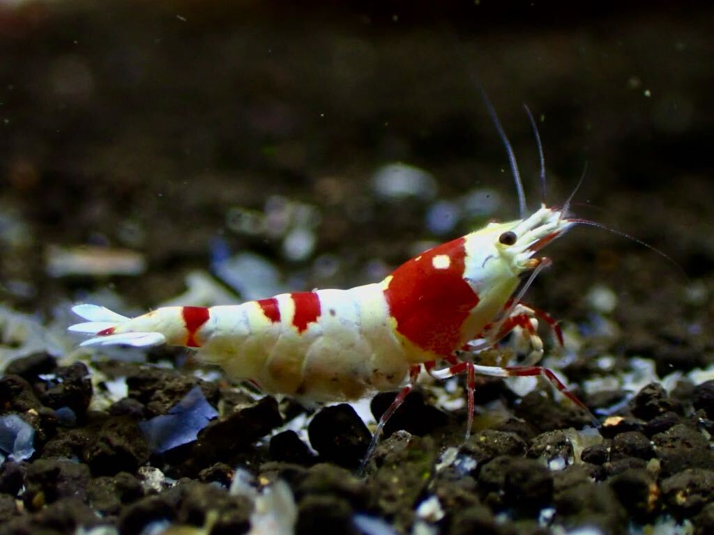 【 HY Shrimp 】レッドビーシュリンプ 雄1匹 雌3匹（抱卵2匹）ノーマルグレード _画像2