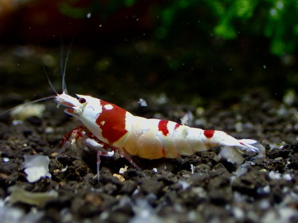 【 HY Shrimp 】レッドビーシュリンプ 雄1匹 雌3匹（抱卵2匹）ノーマルグレード _画像8