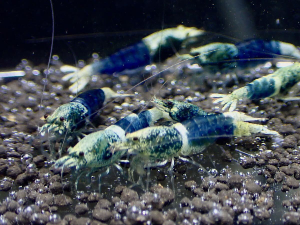 【 HY Shrimp 】サムライブルー 若個体 5ペア（抱卵1匹）の画像7