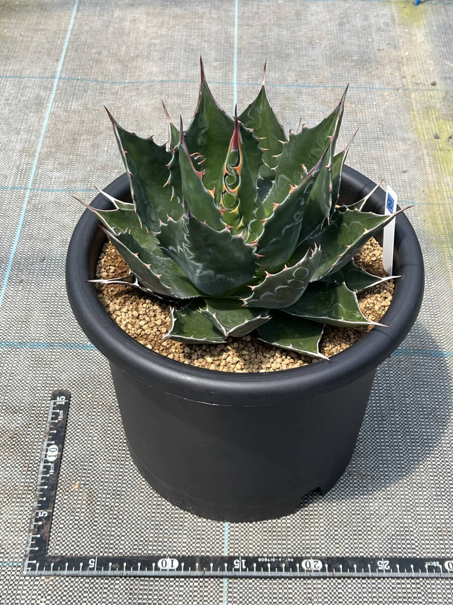 実生【アガベ モンタナ】（2） Agave montana 抜き苗発 8号蘭鉢植えの画像2