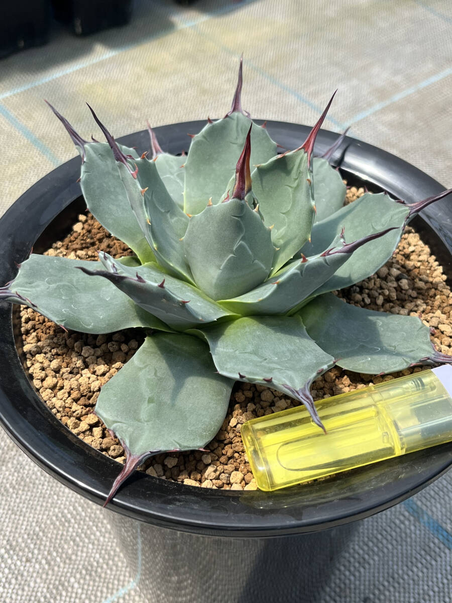 青メリコ【アガベ アプラナータ】　Agave applanata　抜き苗発 ６号蘭鉢植え_画像5