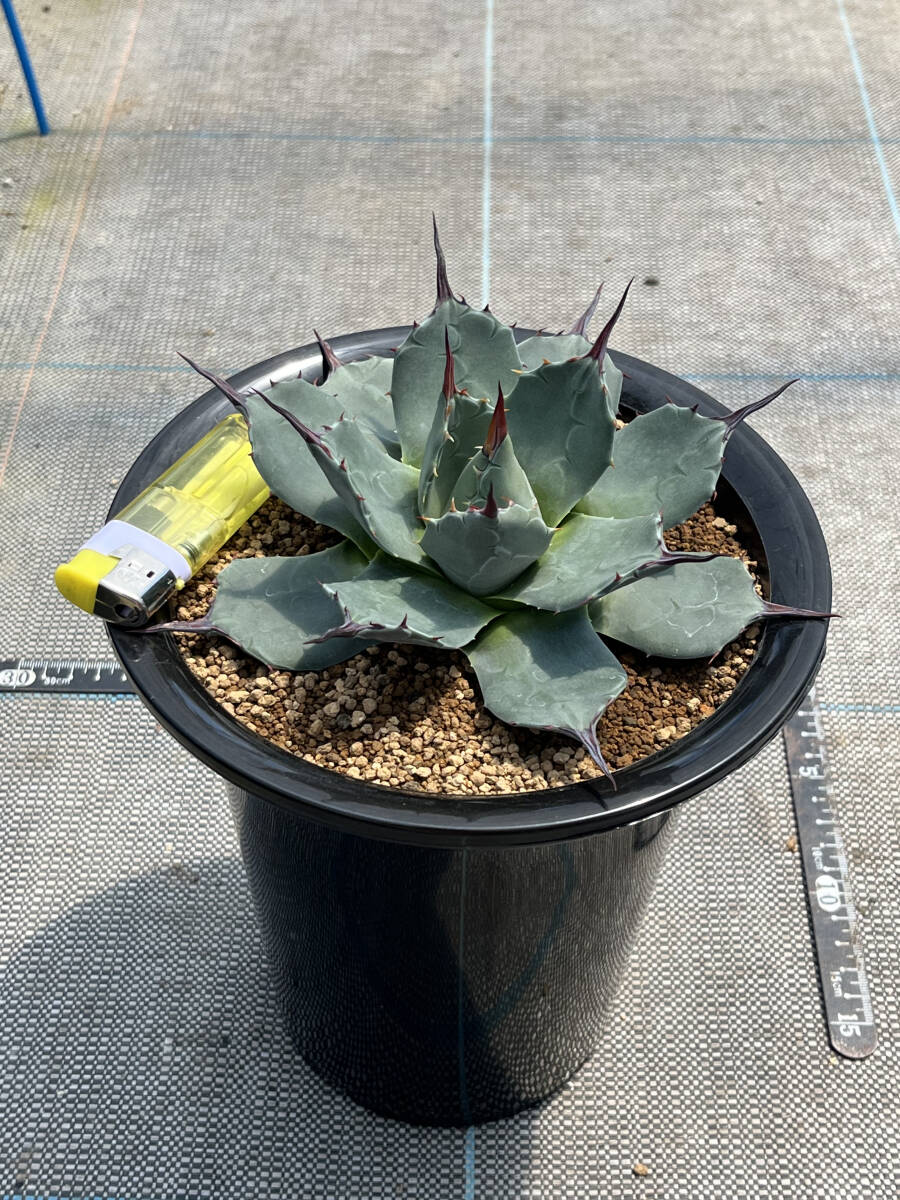 青メリコ【アガベ アプラナータ】　Agave applanata　抜き苗発 ６号蘭鉢植え_画像6