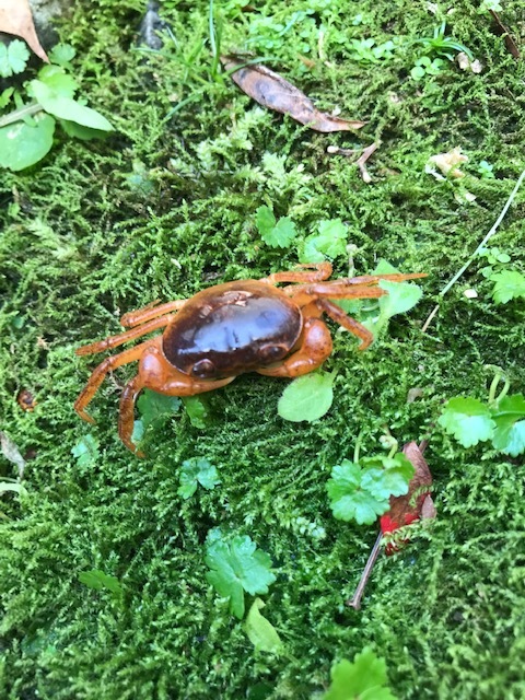 天然　渓流サワガニ 5匹　送料込み_画像1