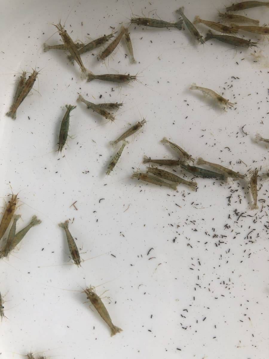 20 pcs prompt decision!mi Nami freshwater prawn 