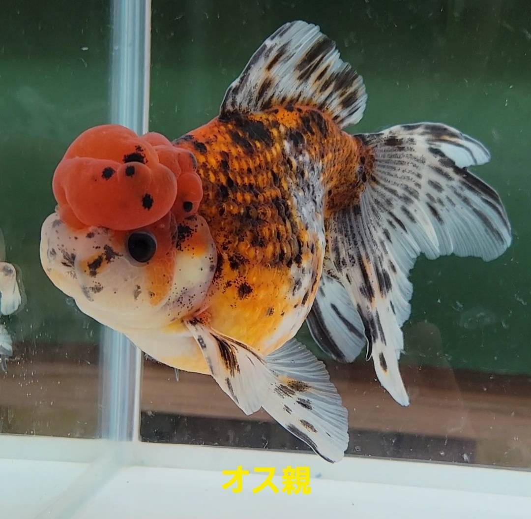 【はなはな】高頭パール　稚魚10匹　約2.5cm前後　(動画あり)_画像6