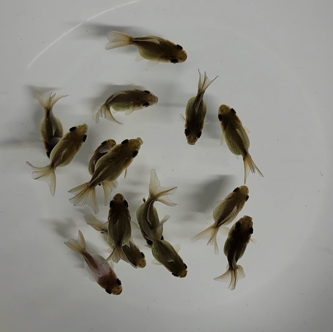 【はなはな】ローズテールオランダ 幼魚15匹 約3.5～4cm前後 （動画あり）の画像4