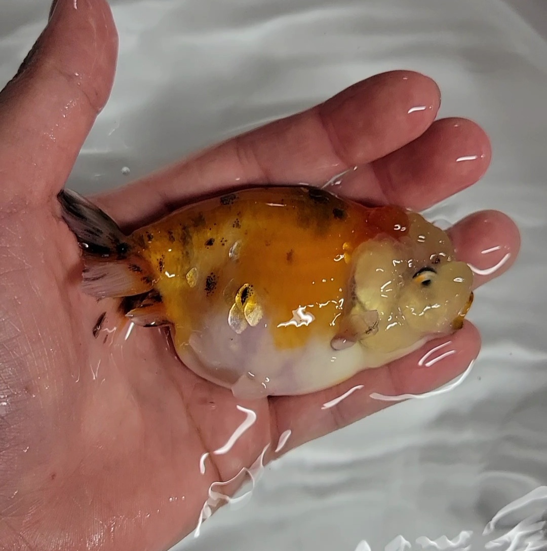 【はなはな】江戸錦　二歳魚　約9.5cm　(動画あり)　④_画像5