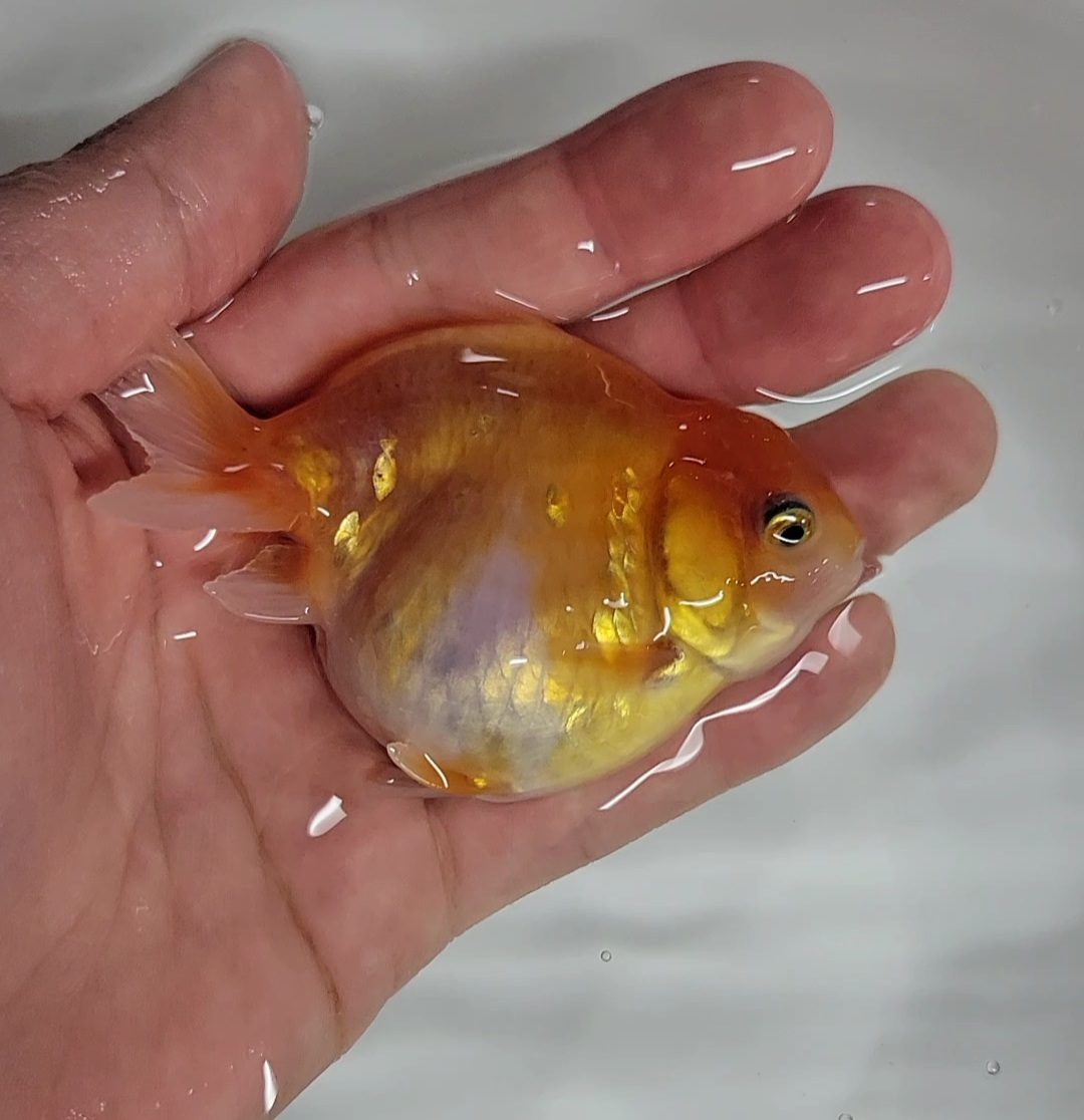 【はなはな 桜オランダST 二歳魚 オス,メスペア 約７.5～8cm (動画あり) ③の画像5