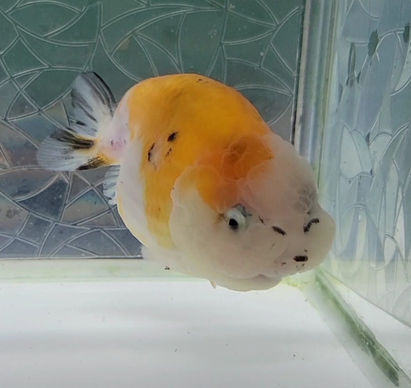 【はなはな】江戸錦 二歳魚 約9.5cm (動画あり) ④の画像3