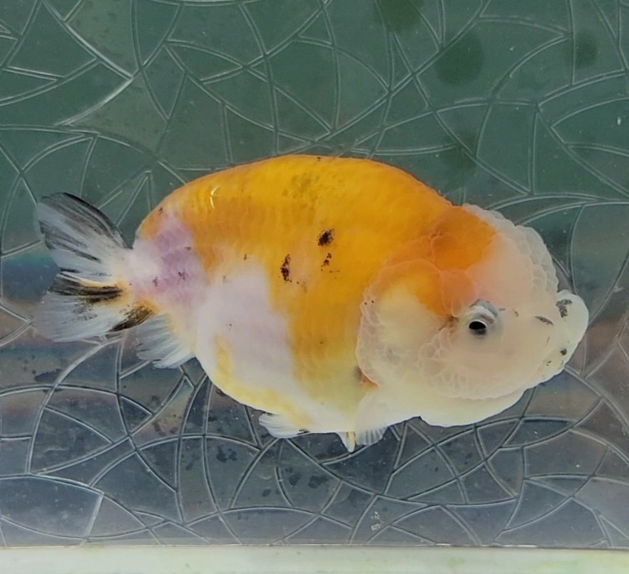 【はなはな】江戸錦 二歳魚 約9.5cm (動画あり) ④の画像2
