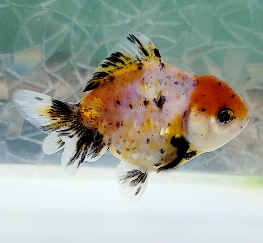 【はなはな】オランダST 二歳魚 約7.5cm オス (動画あり) ⑦の画像2