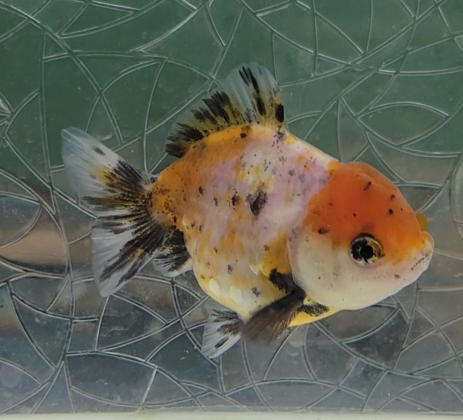 【はなはな】オランダST 二歳魚 約7.5cm オス (動画あり) ⑦の画像3