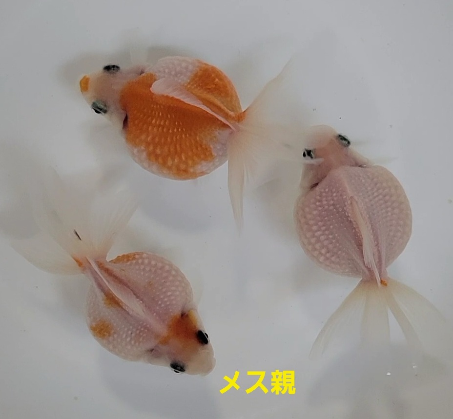 【はなはな】ピンポンパール 稚魚20匹 選別済み 約1.2cm前後 (動画あり)の画像7