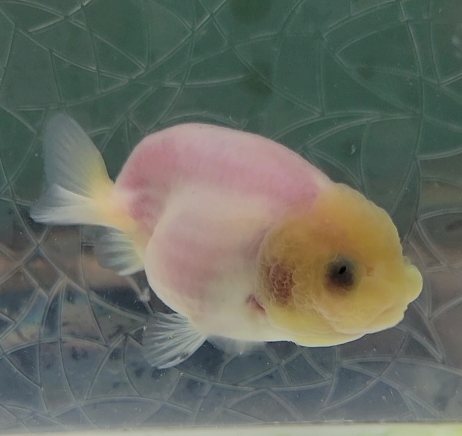 【はなはな】シルクらんちゅう 二歳魚 約7.5cm (動画あり) ⑦の画像2
