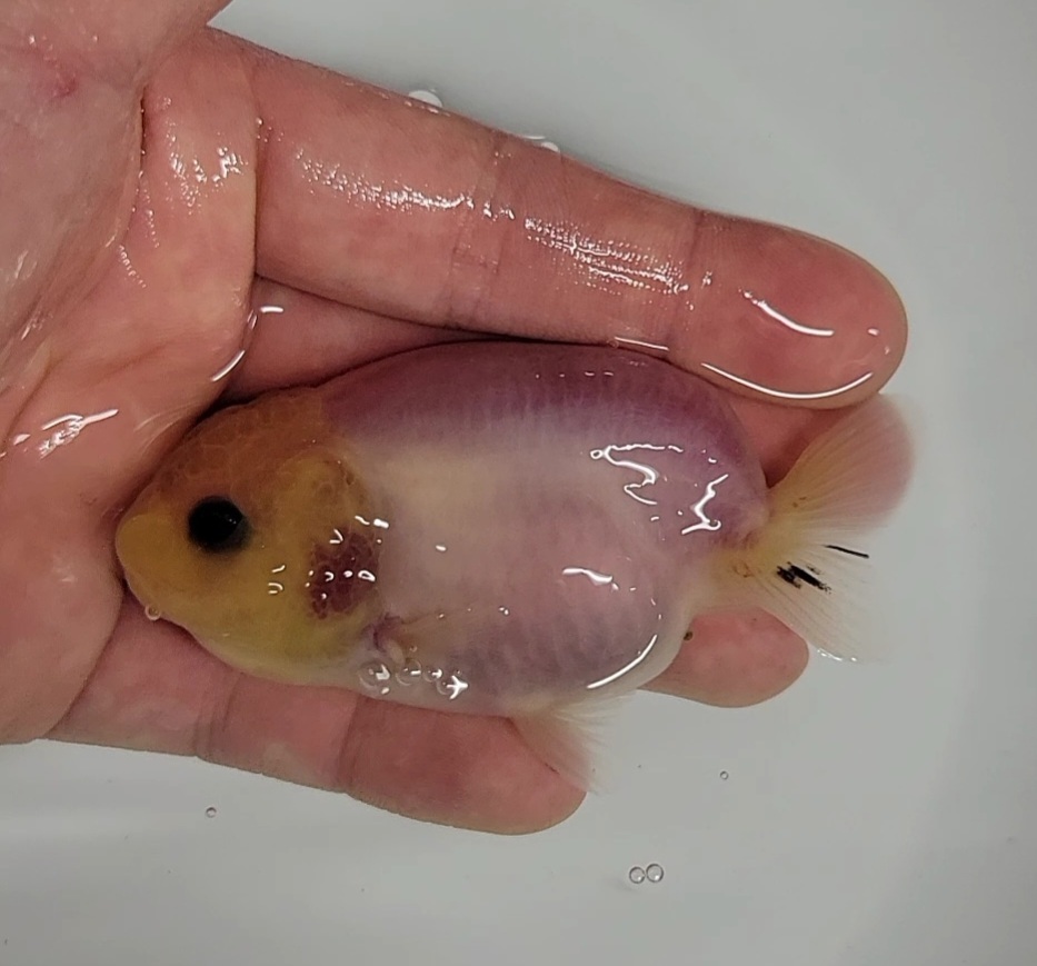 【はなはな】シルクらんちゅう 二歳魚 約7.5cm (動画あり) ⑦の画像5