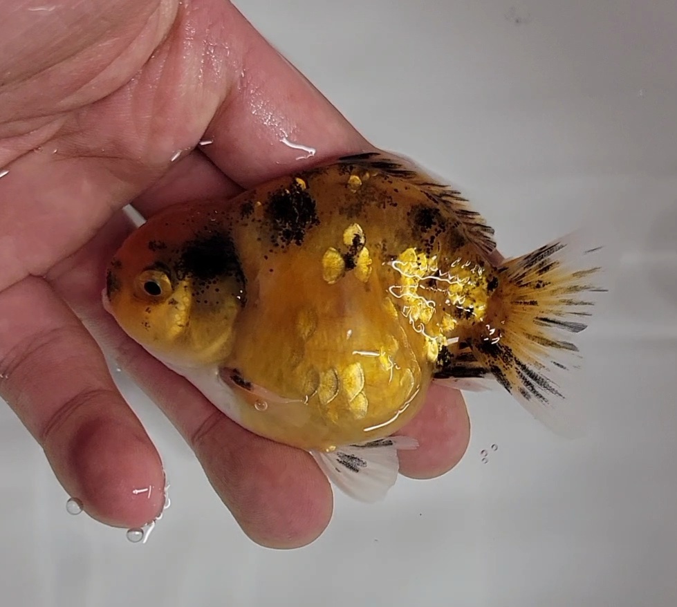 【はなはな】オランダST 二歳魚 約8cm オス (動画あり) ①の画像5