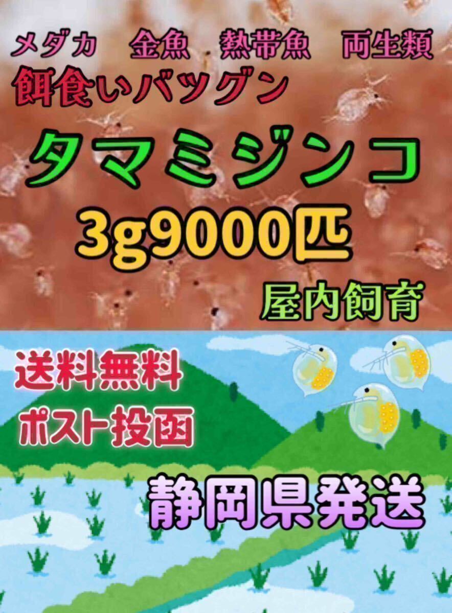 タマミジンコ3g 生き餌 ミジンコ メダカの餌 メダカ めだか たなご 熱帯魚 金魚 イモリ 両生類 改良メダカ ベタ グラミー クロレラ_画像1