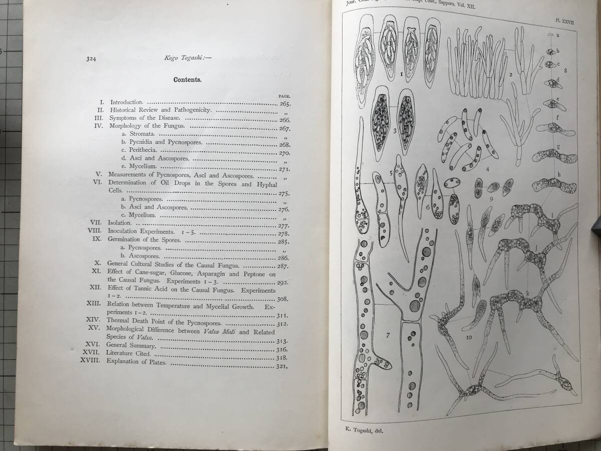 『北海道帝国大学農学部紀要 第十二巻 第二号第三号合本』中島広吉・富樫浩吾 1924年刊 ※北海道大学・札幌・林学・植物学 他 30011_画像8