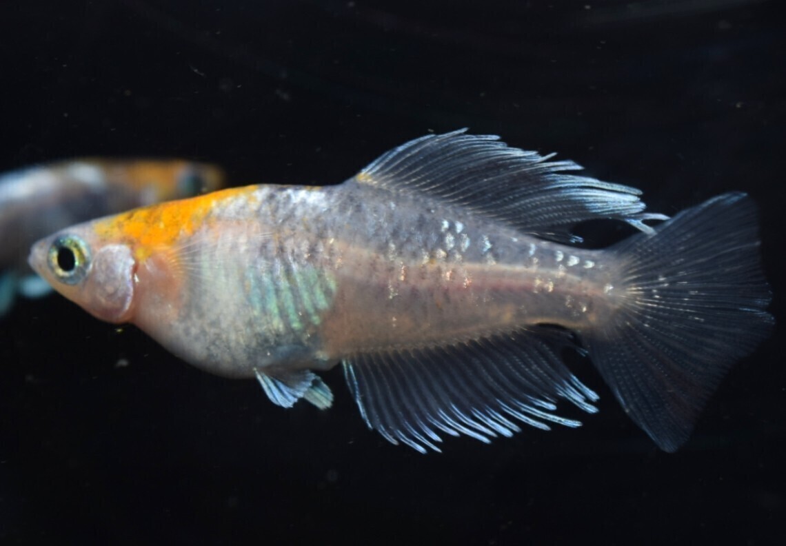 [NEXTメダカ] 極上 三幻（さんげん）光体型 若魚1ペア 4ヶ月程の個体 の画像2
