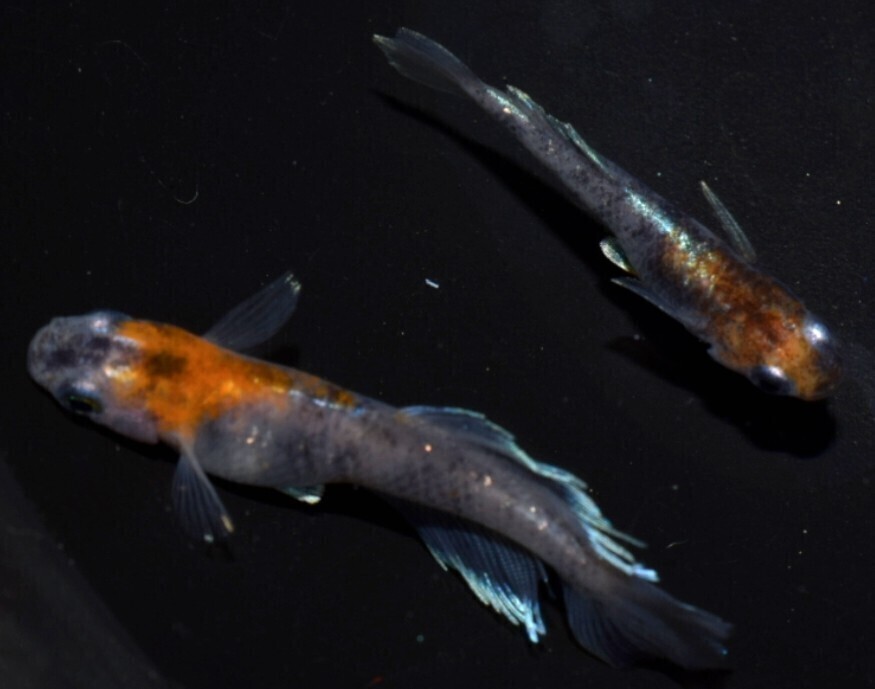 [NEXTメダカ] 極上 三幻（さんげん）光体型 若魚1ペア 4ヶ月程の個体 の画像7