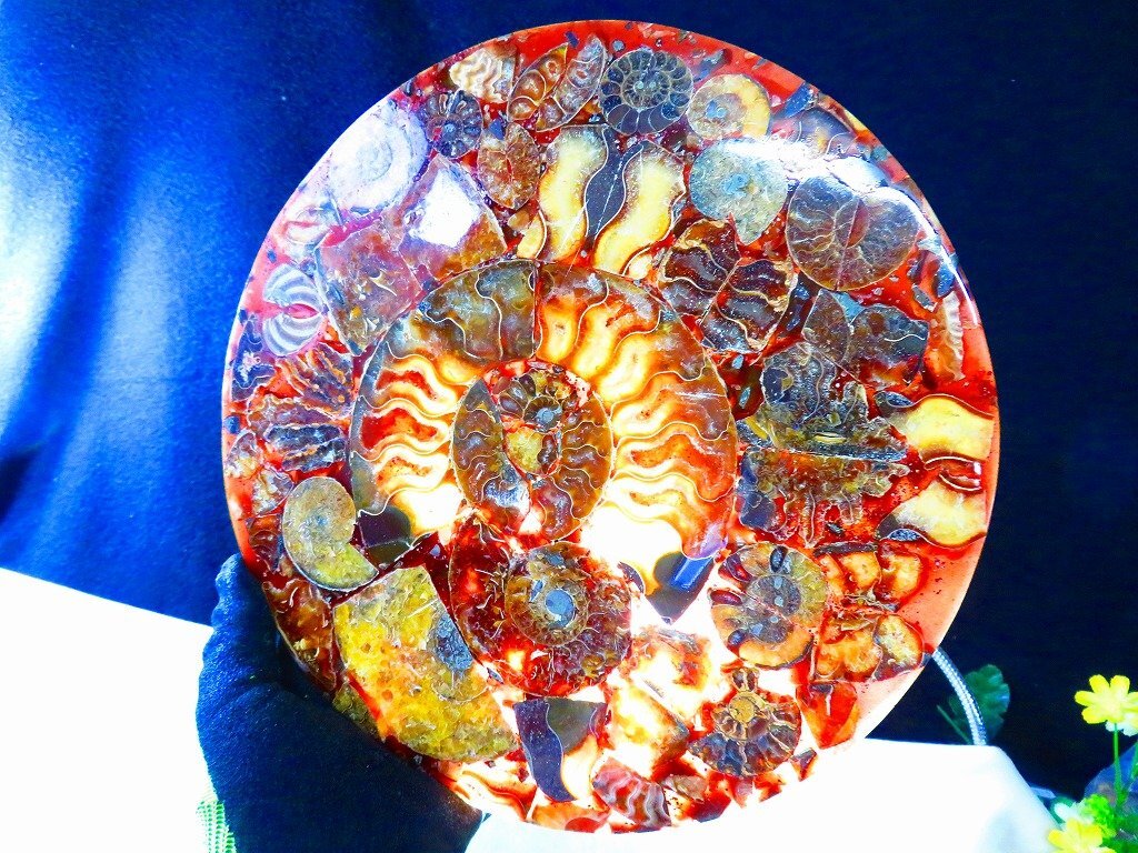 数万個の中の一個★天然マダガスカル産 ★ 縫合線オパールアンモナイト 化石標本超巨大770ｇ★260ｍｍ★tｋ1100の画像1