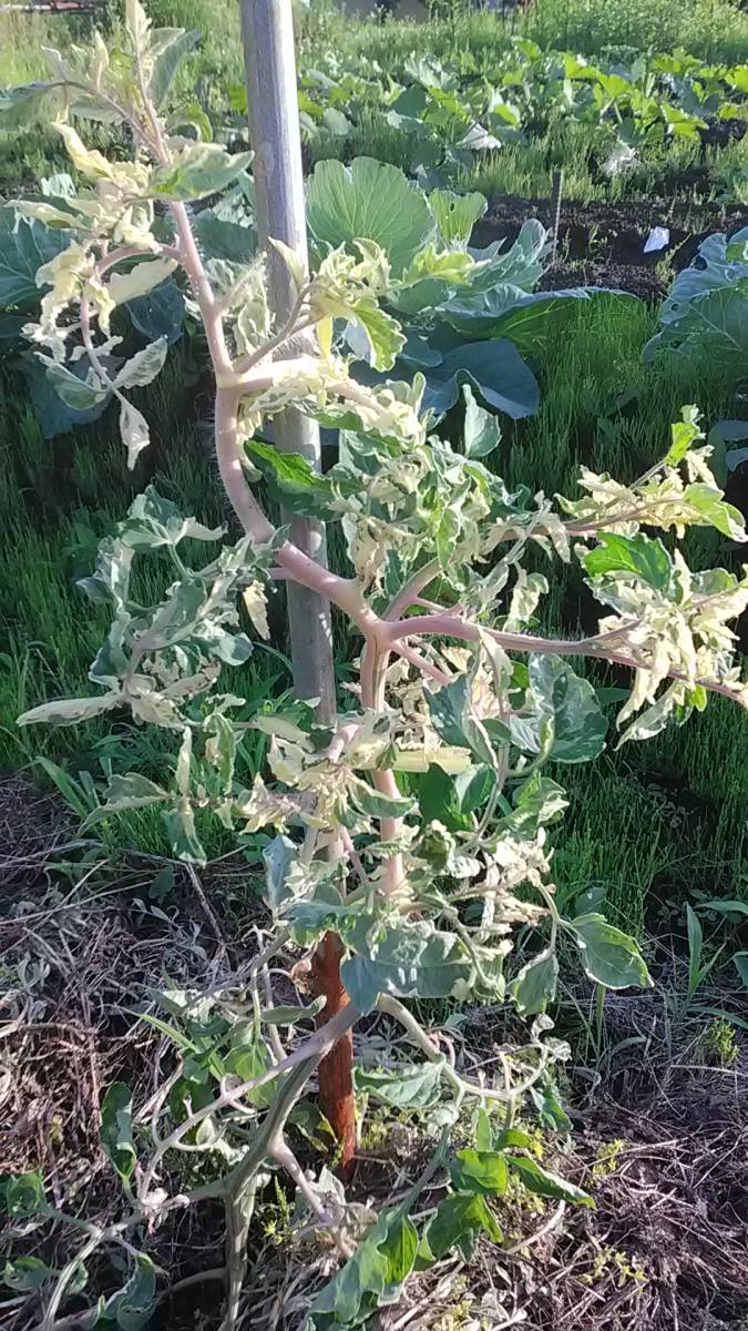 斑入りトマト/tomato variegated/20粒(2023/8採種)（2023/12発芽確認） の画像2