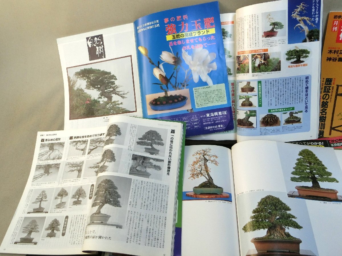 盆栽花木楽しみ方！【盆栽 本11冊１冊 近代盆栽 植木鉢 雑誌】◆豆鉢 蘭鉢 青磁鉢 美濃焼 趣味 展示植え替え※経済上向 骨董品薄の画像2