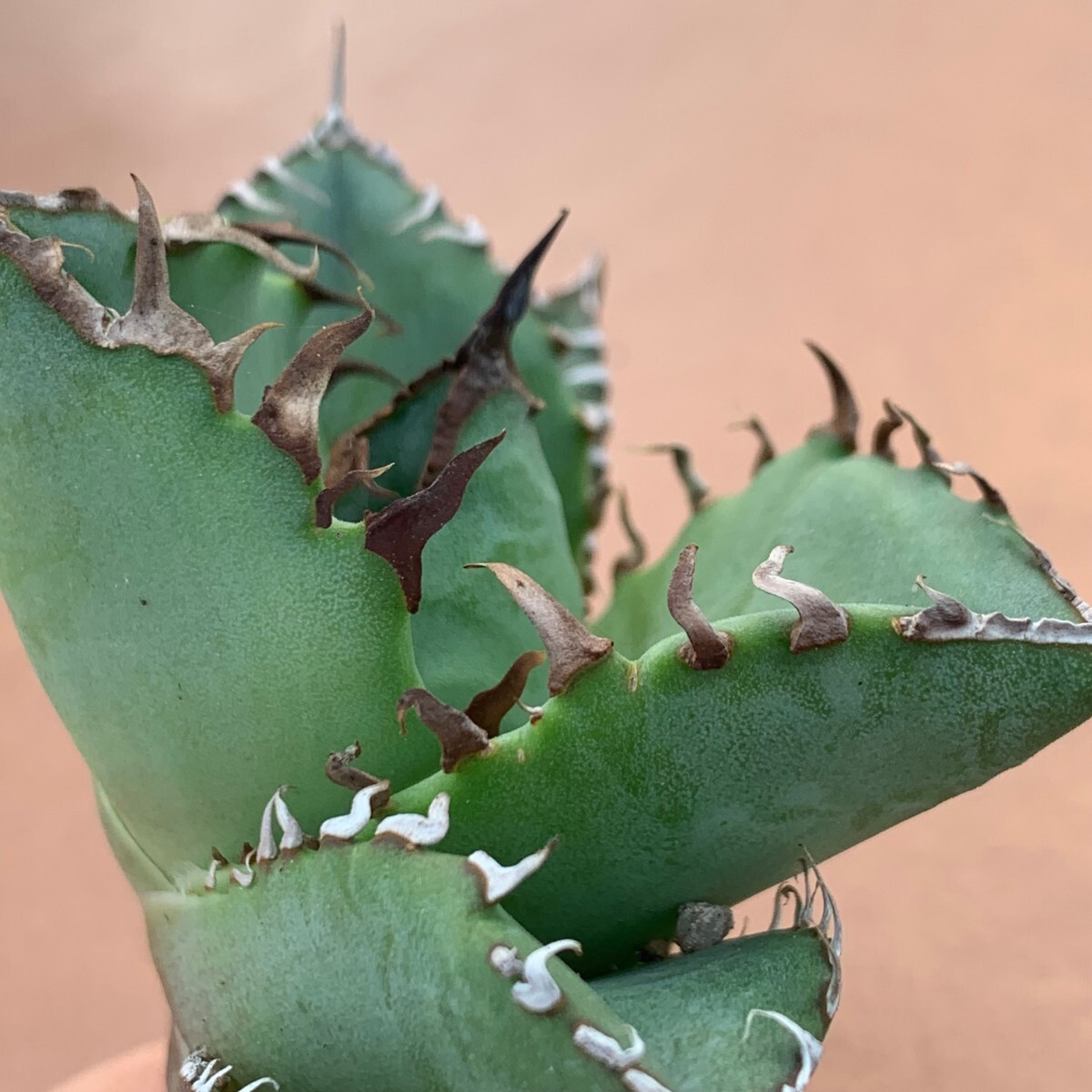 G1149 アガベ チタノタ 蟹 カニ Agave_画像3