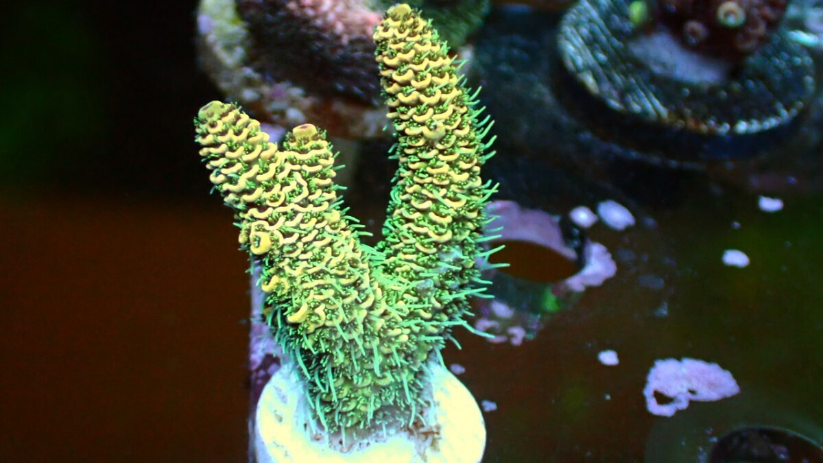 Acropora Millepora orange フラグ_画像2