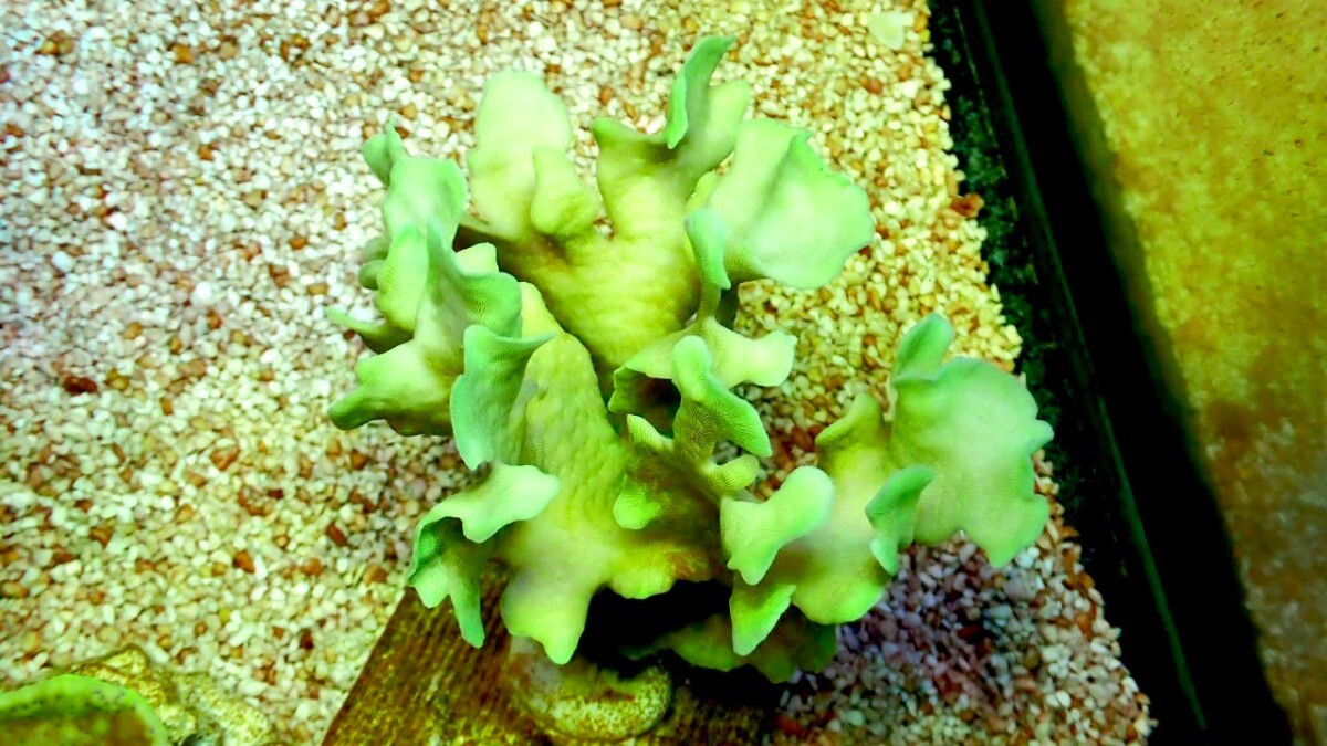 【代理出品（同梱可）】サオトメシコロサンゴ minicolonyの画像1