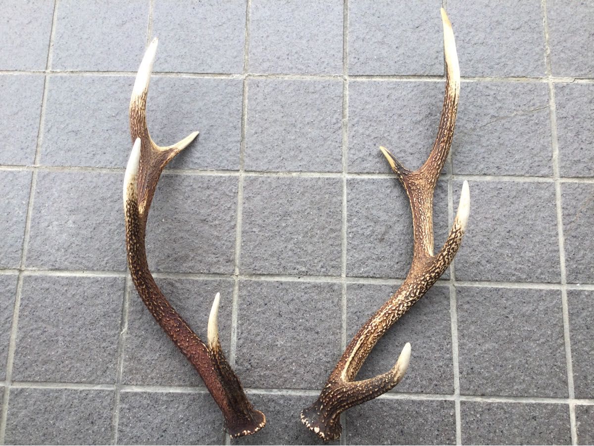 鹿の角 鹿のツノ シカの角 約69cm シカのツノ ヘッドスカル 鹿角 鹿の角 鹿のツノ シカの角 約69cm シカのツノ ヘッドスカル 鹿角