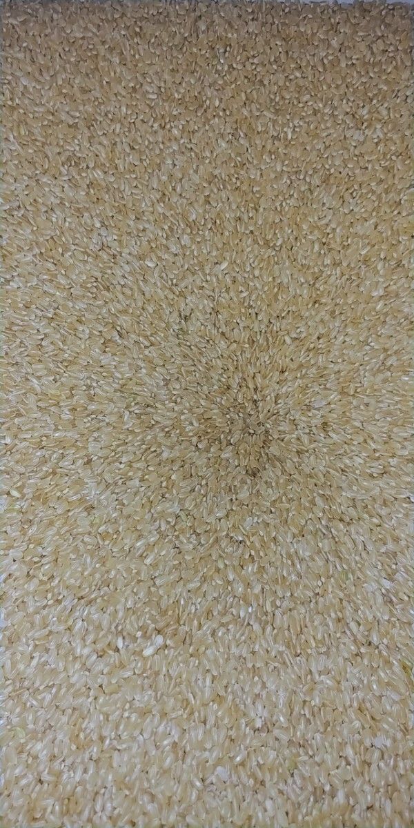 特別脱穀米　静岡産　玄米　　 農薬：栽培期間未使用品　にこまる　20kg