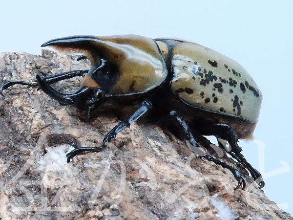 ≪発送地域限≫ティティウスシロカブト　成虫ペア　♂64mm・♀49mm　№30【金かぶと】_画像2