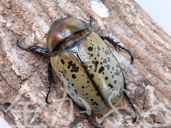 ≪発送地域限≫ティティウスシロカブト　成虫ペア　♂64mm・♀49mm　№30【金かぶと】_画像5