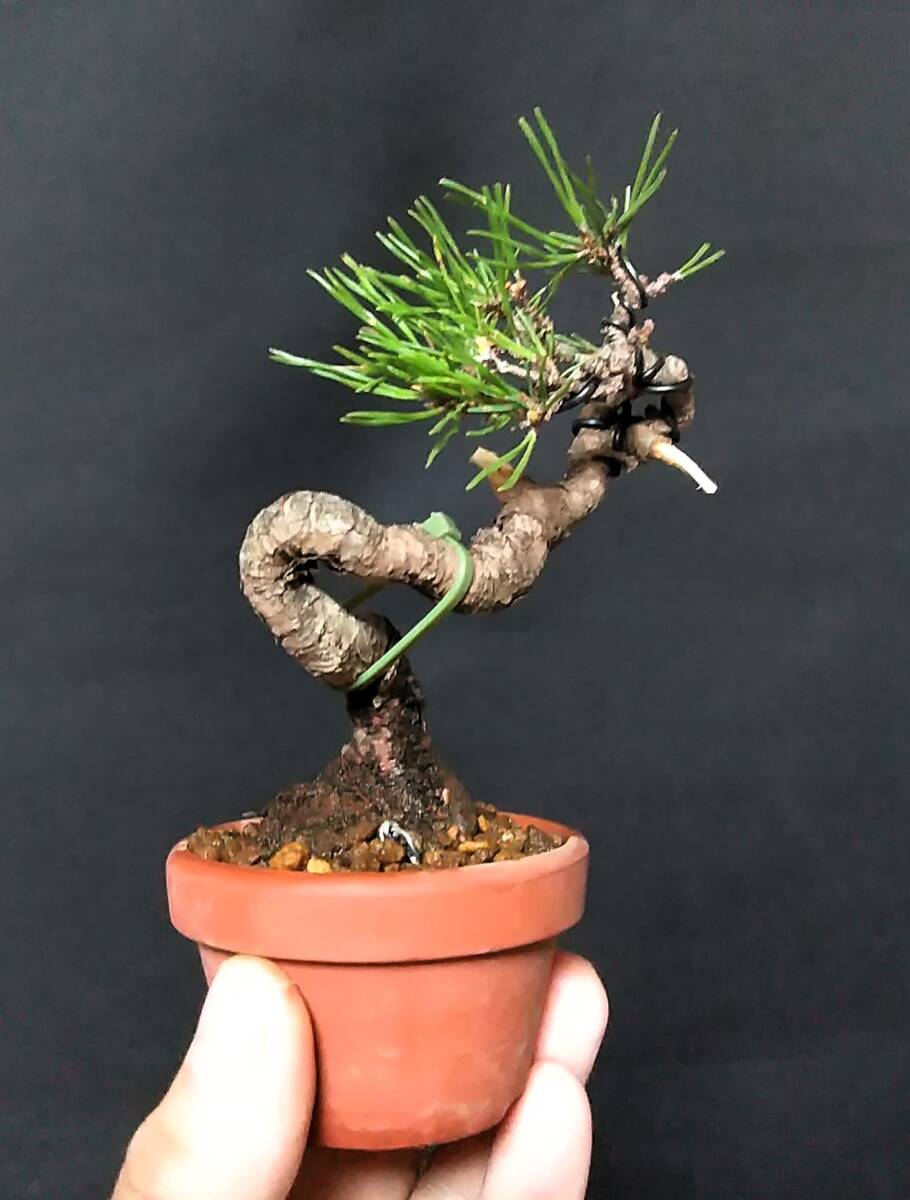 Yahoo!オークション - 赤松 小品盆栽 樹高11cm 文人 古色 模様 Yahoo!オークション - 赤松 小品盆栽 樹高11cm 文人 古色 模様