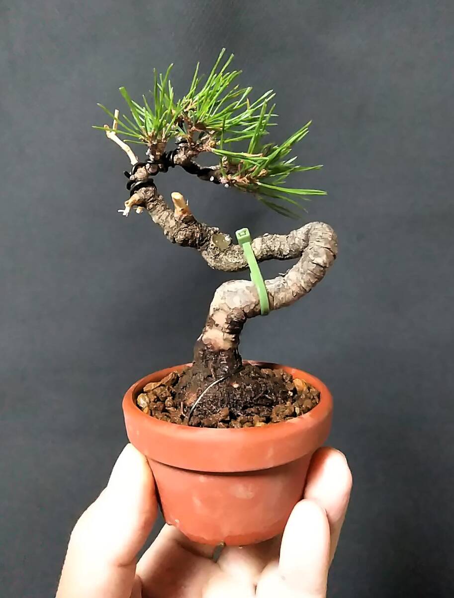 Yahoo!オークション - 赤松 小品盆栽 樹高11cm 文人 古色 模様 Yahoo!オークション - 赤松 小品盆栽 樹高11cm 文人 古色 模様