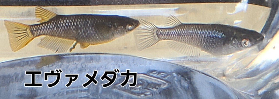 Fuji Aqua Green様で購入した上物な親から産まれた個体エヴァメダカ２０匹 稚魚～幼魚の画像1