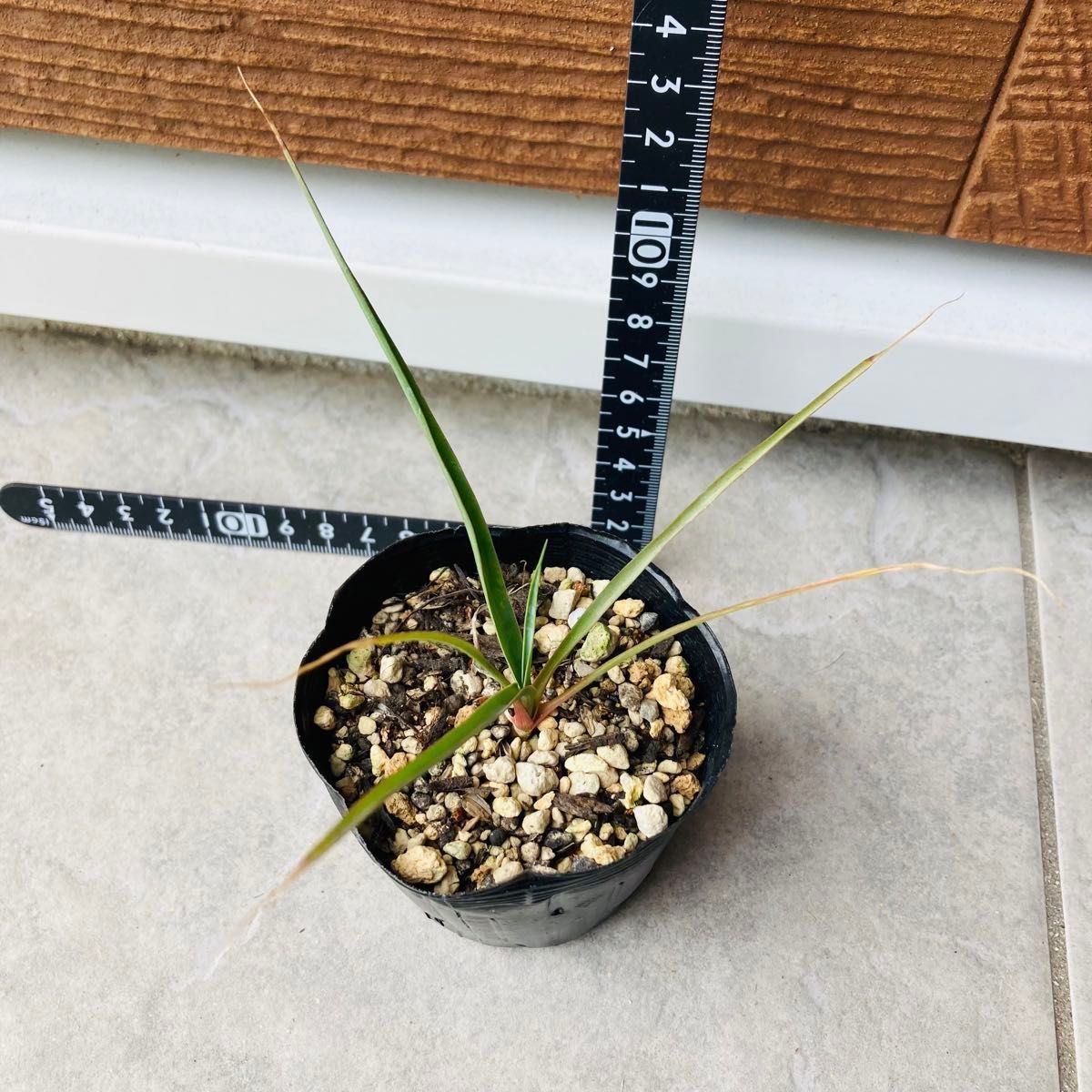 ユッカ　ロストラータ　苗　 実生 Yucca rostrata