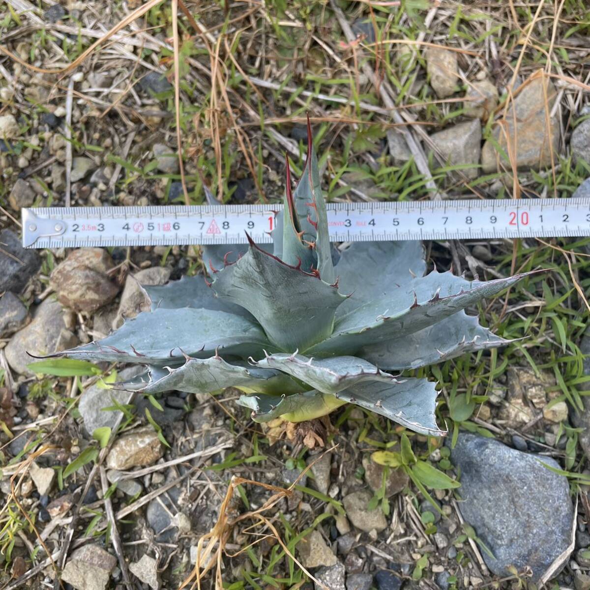 1 Agave Parasana アガベ パラサナの画像6