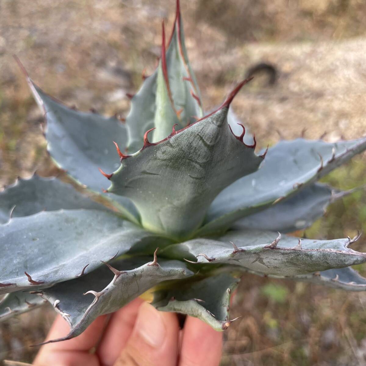 1 Agave Parasana アガベ パラサナの画像9