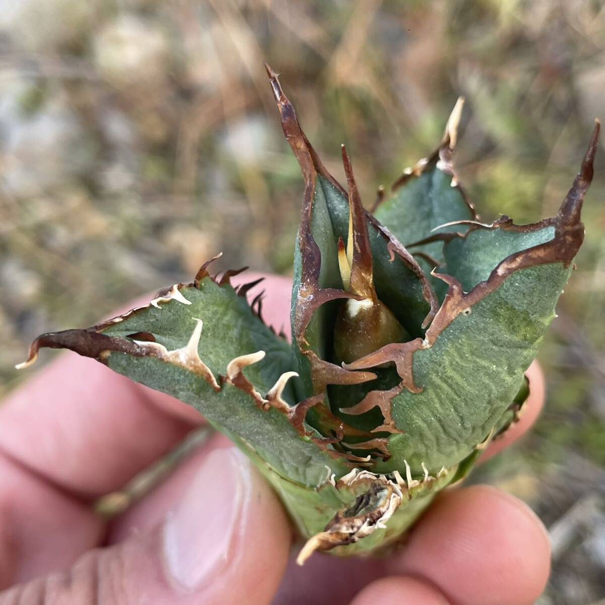 11 Agave titanota Tarantula アガベ　チタノタ　タランチュラ_画像10