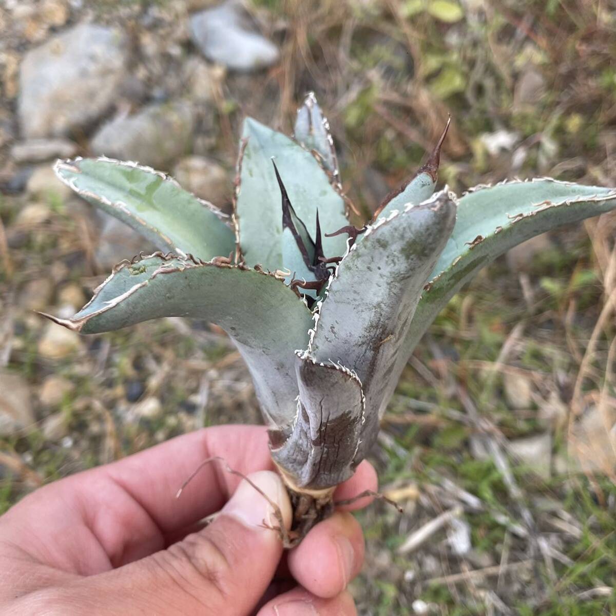 36 Agave oteroi Iran アガベ オテロイ イラン 実生の画像4