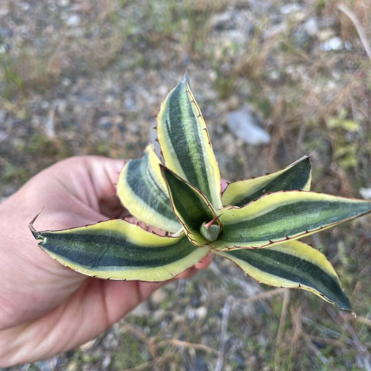 2 Agave lophantha アガベ　ロファンサ　五色万代_画像5