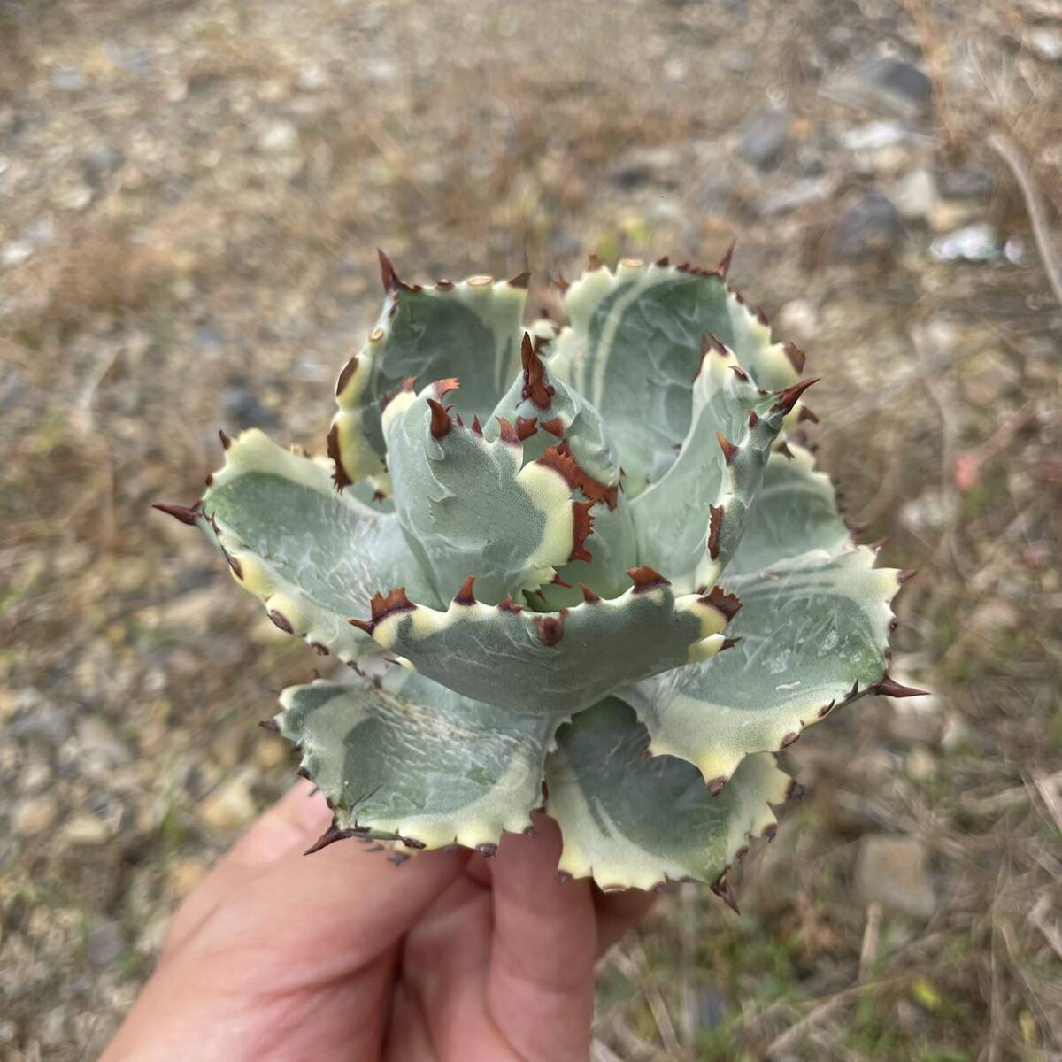 20 Agave isthmensis Ohi Kabutogani アガベ　イシスメンシ　カブトガニ綿_画像2