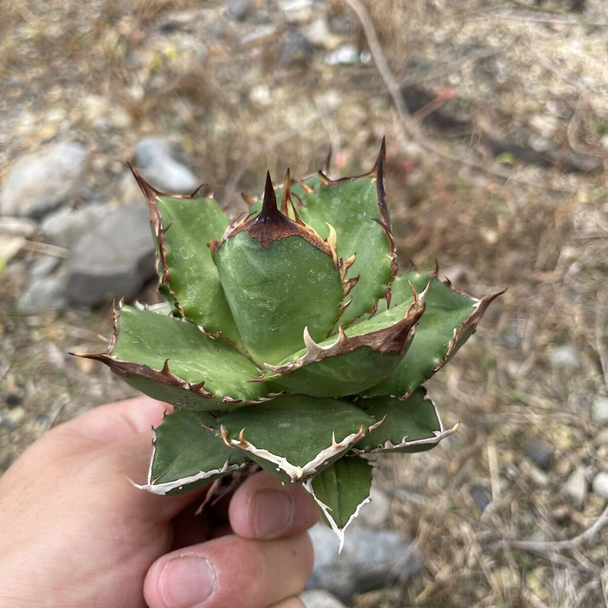 26 Agave titanota Shark agave chitanota Shark 