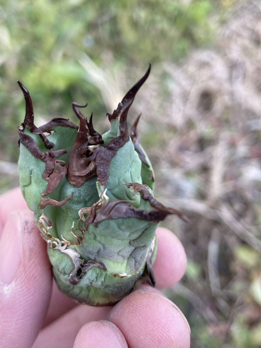 33 Agave titanota Tarantula アガベ　チタノタ　タランチュラ_画像10