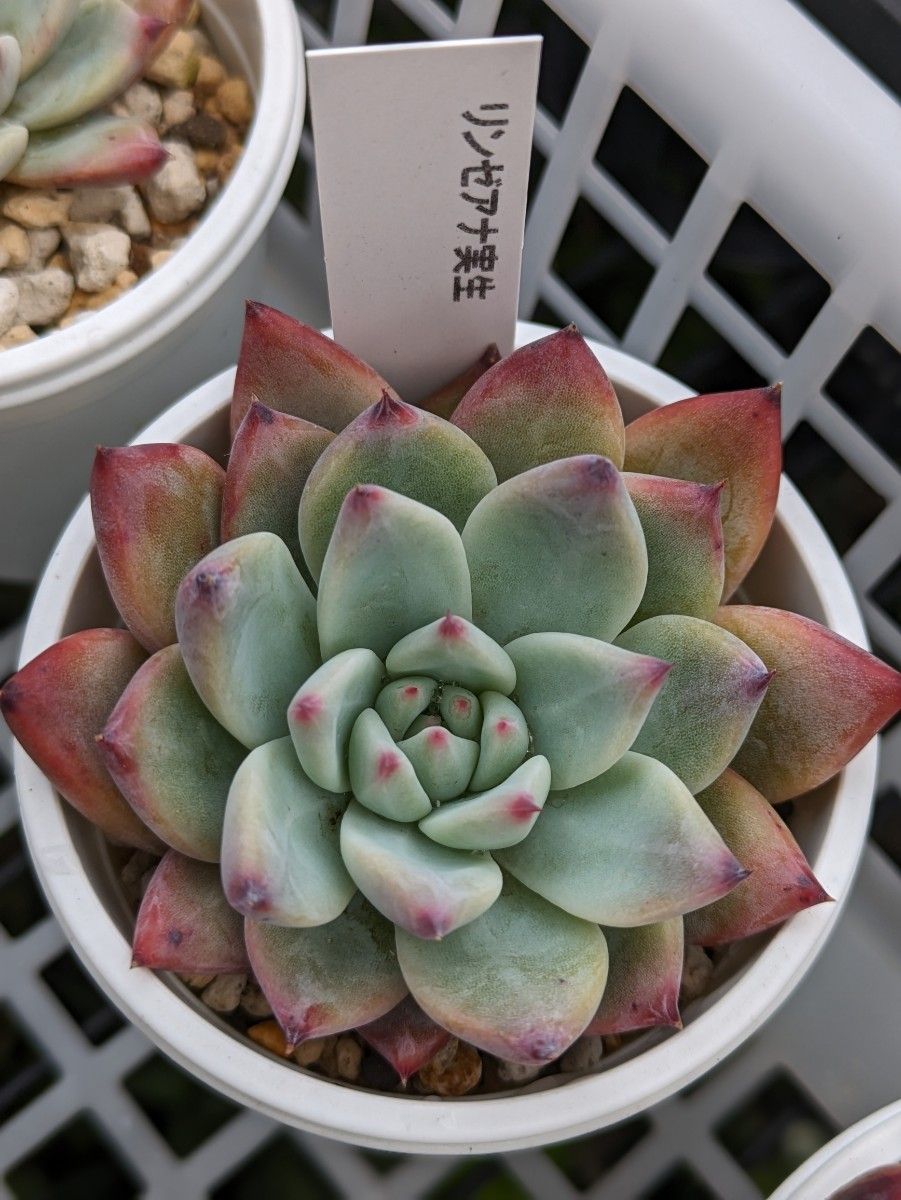 リンゼアナ 札付き 多肉植物 エケベリア コロラータ|Yahoo リンゼアナ 札付き 多肉植物 エケベリア コロラータ|Yahoo