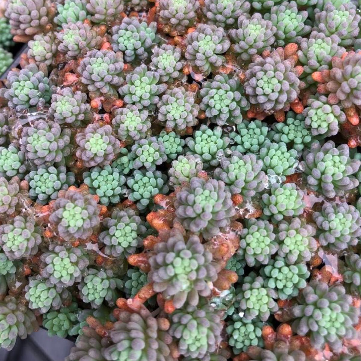多肉植物 セダム 苗 ルベンスリザード 抜き苗 (苗と土 約2 5号 多肉植物 セダム 苗 ルベンスリザード 抜き苗 (苗と土 約2 5号